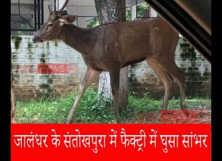 जालंधर के संतोखपुरा में फैक्ट्री में घुसा सांभर, पकड़ने में पुलिस व वन विभाग के छूटे पसीने सांभर और मुलाज़िम भी हुए घायल,देखे पूरी वीडियो