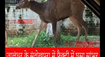 जालंधर के संतोखपुरा में फैक्ट्री में घुसा सांभर, पकड़ने में पुलिस व वन विभाग के छूटे पसीने सांभर और मुलाज़िम भी हुए घायल,देखे पूरी वीडियो