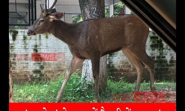 जालंधर के संतोखपुरा में फैक्ट्री में घुसा सांभर, पकड़ने में पुलिस व वन विभाग के छूटे पसीने सांभर और मुलाज़िम भी हुए घायल,देखे पूरी वीडियो