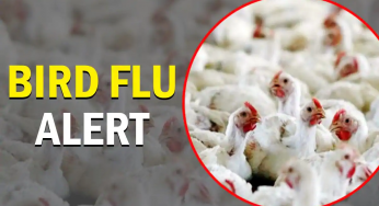 Bird Flu Symptoms: अब फैल रहा है बर्ड फ्लू, ये लक्षण दिखने पर हो जाएं सावधान