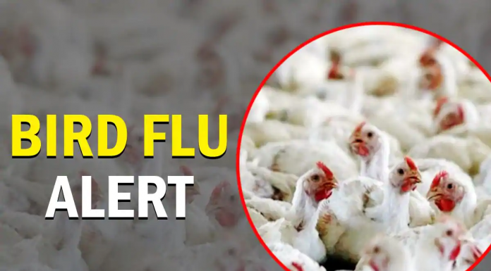 Bird Flu Symptoms: अब फैल रहा है बर्ड फ्लू, ये लक्षण दिखने पर हो जाएं सावधान