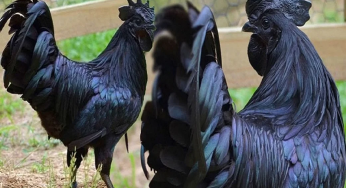 BIRD FLU SCARE आइसोलेशन में रखे जा रहे कड़कनाथ मुर्गे, लग रहे इम्‍युनिटी बूस्‍टर के डोज