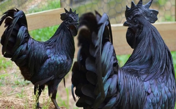 BIRD FLU SCARE рдЖрдЗрд╕реЛрд▓реЗрд╢рди рдореЗрдВ рд░рдЦреЗ рдЬрд╛ рд░рд╣реЗ рдХрдбрд╝рдХрдирд╛рде рдореБрд░реНрдЧреЗ, рд▓рдЧ рд░рд╣реЗ рдЗрдореНтАНрдпреБрдирд┐рдЯреА рдмреВрд╕реНтАНрдЯрд░ рдХреЗ рдбреЛрдЬ