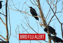 bird flu alert