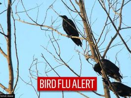 bird flu alert