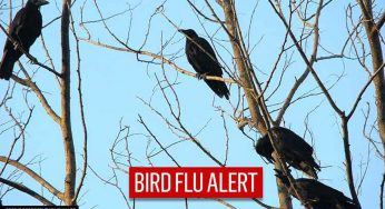 BIRD FLU ALERT : देश में बर्ड फ्लू की दस्तक, हिमाचल, राजस्थान सहित हजारों पक्षियों की मौत