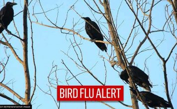 bird flu alert