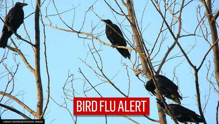 bird flu alert