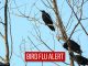 bird flu alert