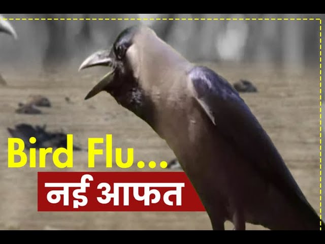 कोरोना के बाद पंजाब के पोल्ट्री फार्म उद्योग पर फिर संकट, पौंग डैम में पक्षियों के बर्ड फ्लू से मरने की पुष्टि