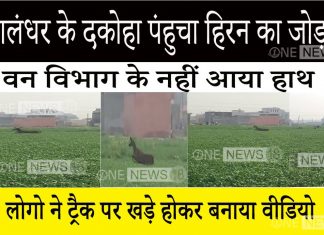 जालंधर के दकोहा पंहुचा हिरन का जोड़ा , वन विभाग के नहीं आया हाथ लोगो ने ट्रैक पर खड़े होकर बनाया वीडियो
