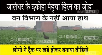 जालंधर के दकोहा पंहुचा हिरन का जोड़ा , वन विभाग के नहीं आया हाथ लोगो ने ट्रैक पर खड़े होकर बनाया वीडियो