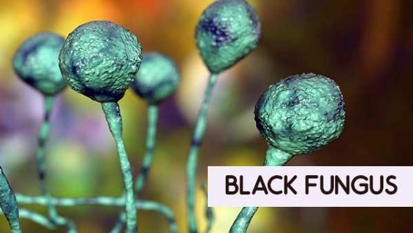 black-fungus jalandhar