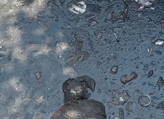 जालंधर की मकसूदां सब्जी मंडी में गटर के अंदर मिला सड़ा-गला शव, हत्या की आशंका murder in jalandhar