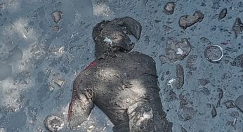 जालंधर की मकसूदां सब्जी मंडी में गटर के अंदर मिला सड़ा-गला शव, हत्या की आशंका