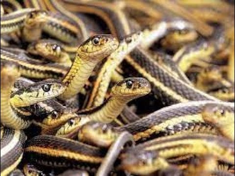जालंधर के गुरु नानक अस्पताल की लिफ्ट में सांप मिलने से हड़कंप