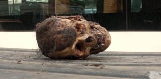human skull found in amritsar punjab