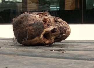 human skull found in amritsar punjab