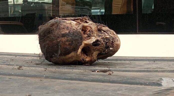 human skull found in amritsar punjab