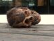 human skull found in amritsar punjab
